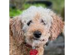 Adopt Liberty a Poodle