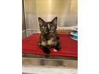 Adopt Ivy a Tortoiseshell, Maine Coon