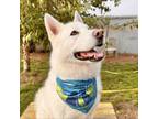 Adopt Sugar a Siberian Husky, Alaskan Malamute