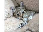 Adopt Blossom a Tabby