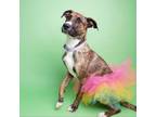 Adopt Lena II a Plott Hound
