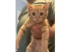 Adopt Shelly a American Shorthair