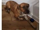 Adopt Lucy Rollins a Plott Hound, Mixed Breed