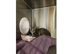 Adopt Selma a Domestic Short Hair