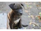 Adopt Smidge a Australian Cattle Dog / Blue Heeler