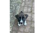 Adopt Roxy a Australian Cattle Dog / Blue Heeler