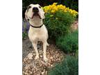 Adopt Daisy a Pit Bull Terrier