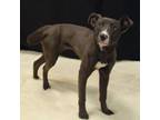 Adopt Violet a Labrador Retriever