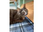 Adopt Marge a Domestic Short Hair