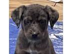 Adopt Janeen a Catahoula Leopard Dog