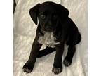 Adopt Evelyn a Catahoula Leopard Dog