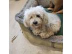 Adopt Sunshine a Poodle
