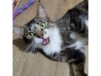 Adopt Jasmine a Domestic Short Hair