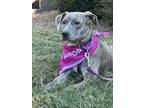 Adopt Cordelia a Mastiff