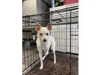 Adopt Honeybee a Terrier, Cairn Terrier