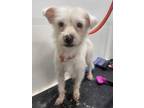 Adopt Magnolia a Cairn Terrier, Terrier