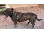 Adopt Shorty Shelby - a lowrider sweetie!! a Basset Hound, Boxer