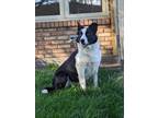Adopt Pretty a Border Collie