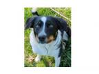 Adopt Joy a Border Collie