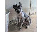 Adopt Adidas a Australian Cattle Dog / Blue Heeler, Mixed Breed