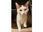 Adopt Honey a Domestic Short Hair