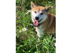Adopt Sheeb a Shiba Inu