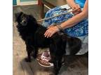 Adopt Lucy a Border Collie, Black Labrador Retriever