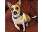 Adopt Muireann a Terrier