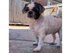 Adopt Dory a Shih Tzu