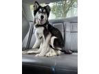 Adopt Lady the Husky a Siberian Husky