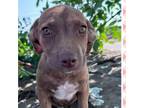 Adopt Hanna pup 1/Harriet a Labrador Retriever, Mixed Breed