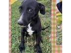 Adopt Hanna pup 6/Hildy a Labrador Retriever, Mixed Breed