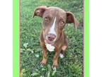 Adopt Hanna pup 5/Harlow a Labrador Retriever, Mixed Breed