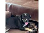 Adopt Ms. Ellie a Beagle, American Staffordshire Terrier