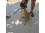 Adopt Rosie a Boxer, Mixed Breed