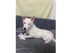 Adopt Fiona a Australian Cattle Dog / Blue Heeler, Cardigan Welsh Corgi