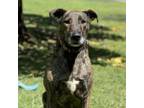 Adopt Lucy a Airedale Terrier, Mixed Breed
