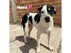 Adopt Nova a Mixed Breed