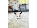 Adopt Miss Meep a Siamese