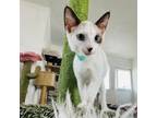 Adopt Miss Meep a Siamese