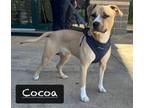 Adopt Cocoa a Pit Bull Terrier