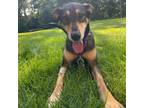 Adopt Daisy a Shepherd