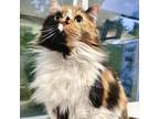 Adopt Olivia a Domestic Long Hair