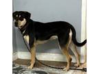 Adopt Gracie a Shepherd, Coonhound