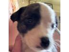 Adopt Madge Nelson a Pit Bull Terrier