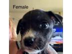 Adopt Scarlet Overkill a Pit Bull Terrier
