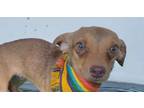 Adopt SUNNY a Dachshund