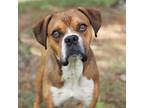 Adopt Leo a Boxer, Mixed Breed
