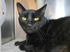 Adopt Black Cat a Domestic Short Hair