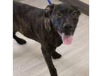 Adopt Xylo_1 a Pit Bull Terrier, Retriever
